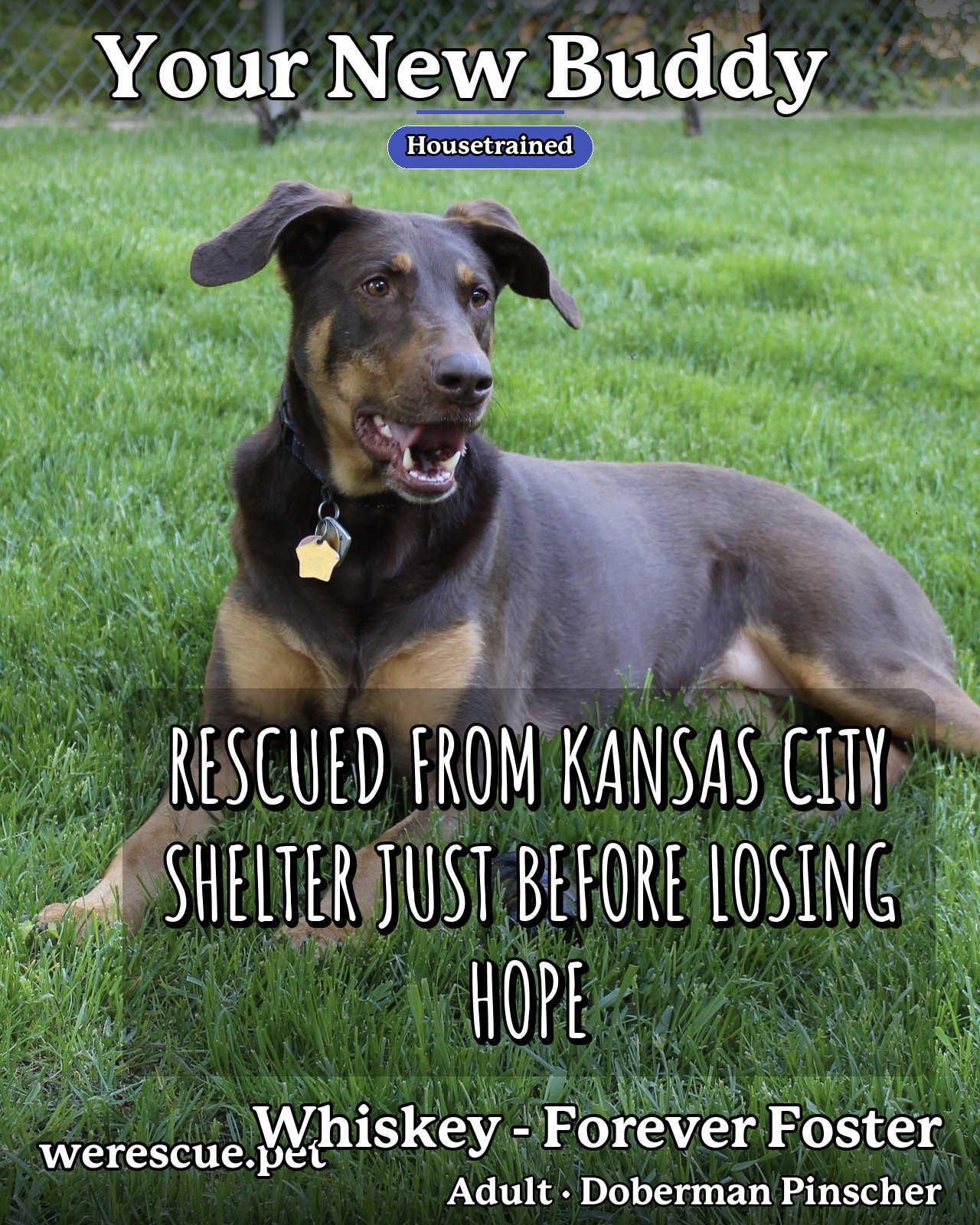 Whiskey - Forever Foster's social media slideshow post