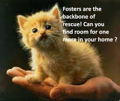 Sunshine's Friends Cat and Dog Rescue facility