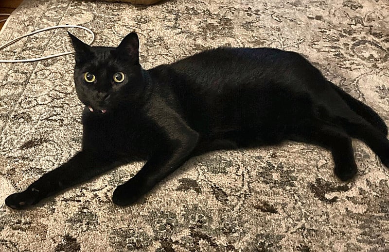 CHLOE