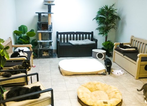 Homeward Bound Cat Adoptions facility