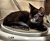 Lux - Photo 3