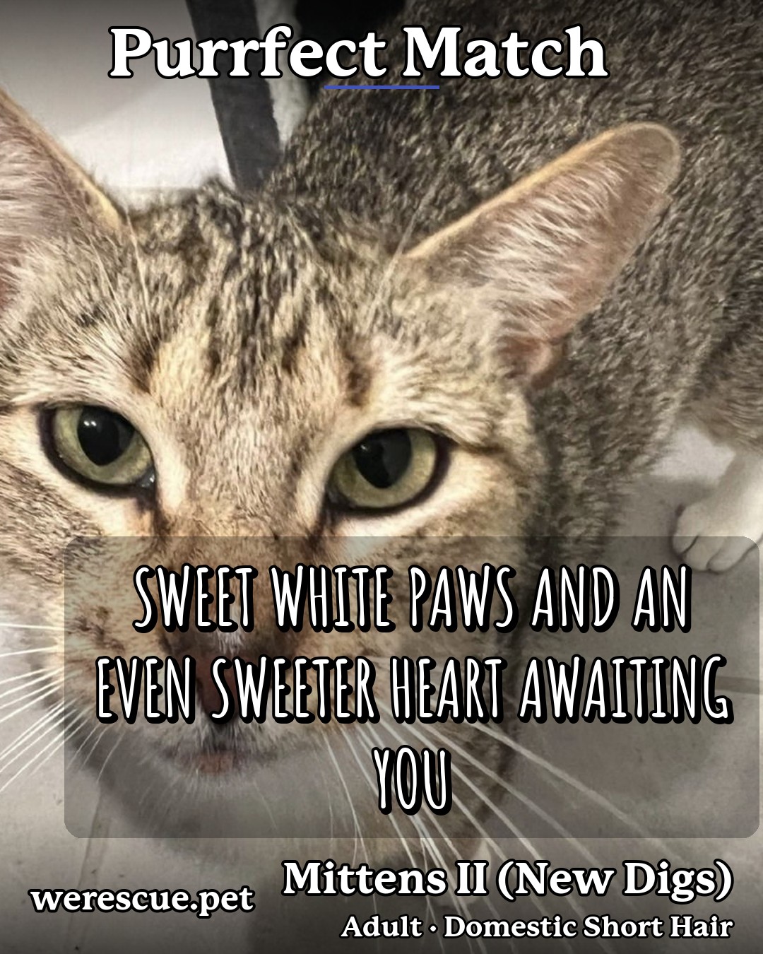 Mittens II (New Digs)'s social media photos post