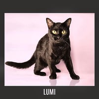 Lumi - Photo 2