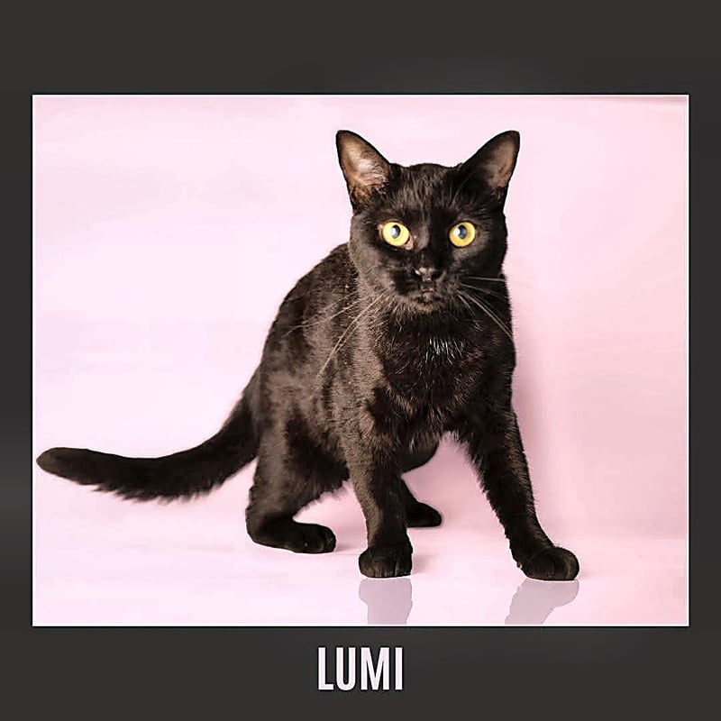 LUMI - Domestic Short Hair available for adoption