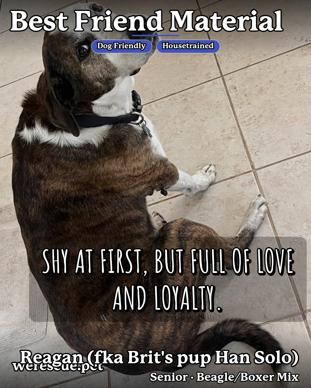Reagan (fka Brit's pup Han Solo)'s social media slideshow post