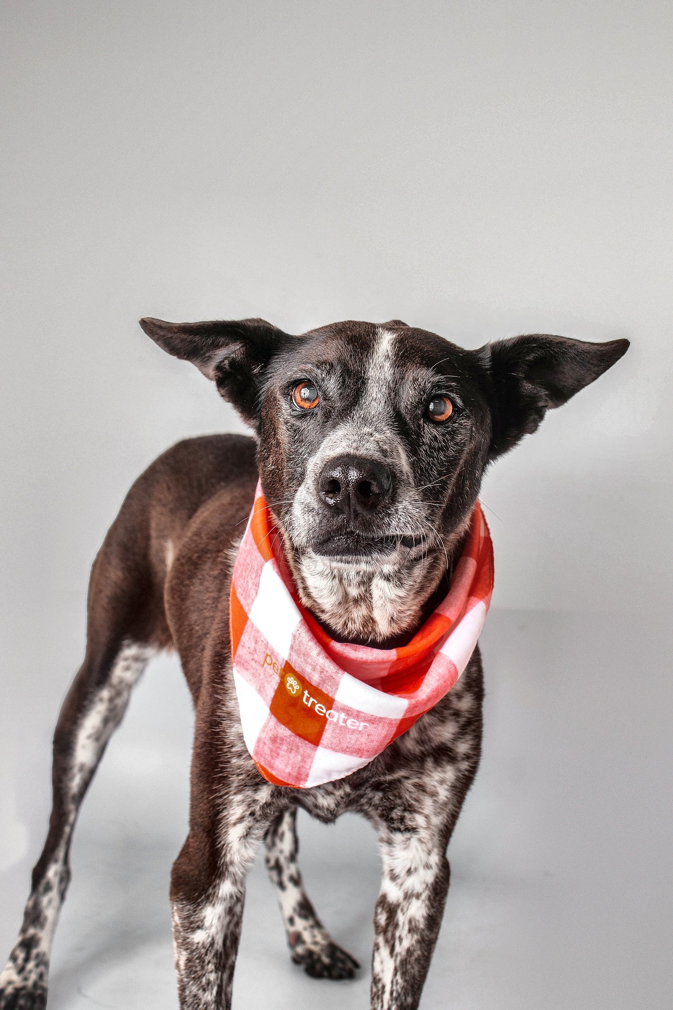 Dixie Rose Image