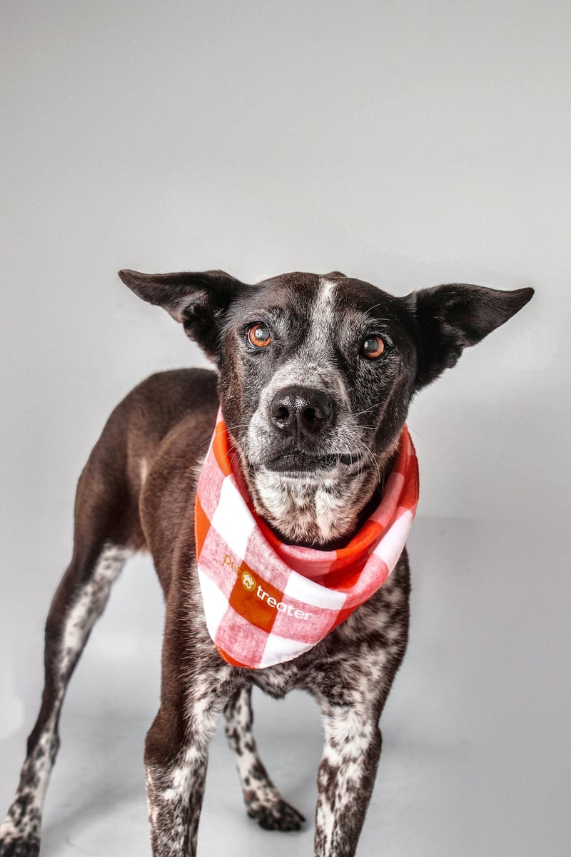 DIXIE ROSE - Australian Cattle Dog/Blue Heeler for adoption in Baton Rouge