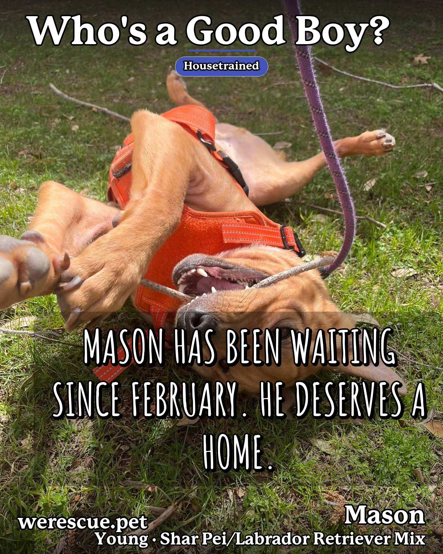 Mason's social media photos post