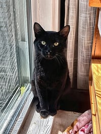 Zeus - Photo 1