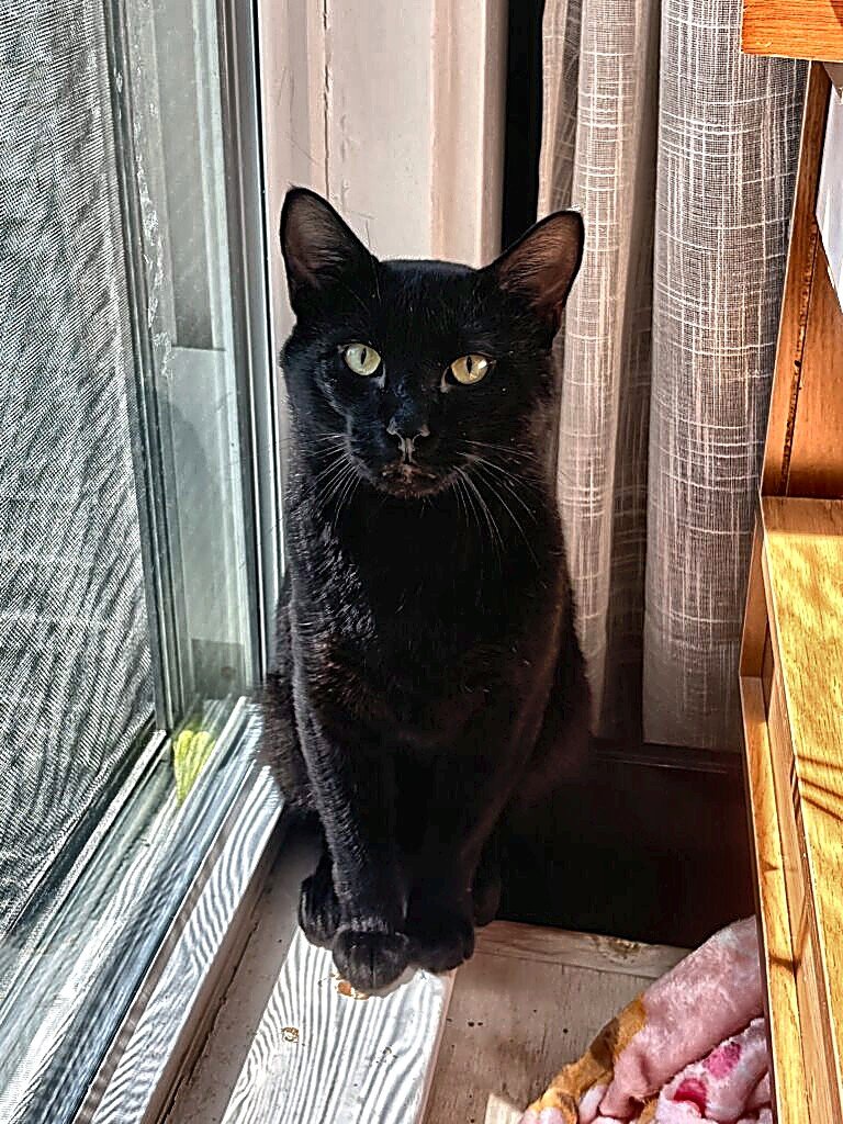 ZEUS - Domestic Short Hair for adoption in Cambridge
