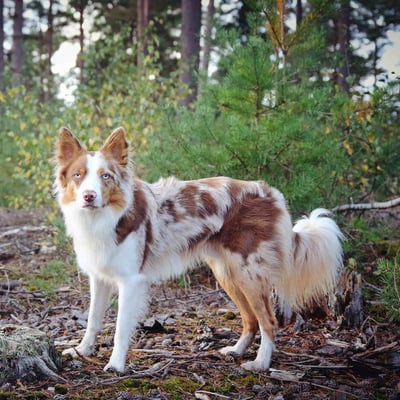 Are Herding Dogs Good Pets? Adoption Guide | WeRescue