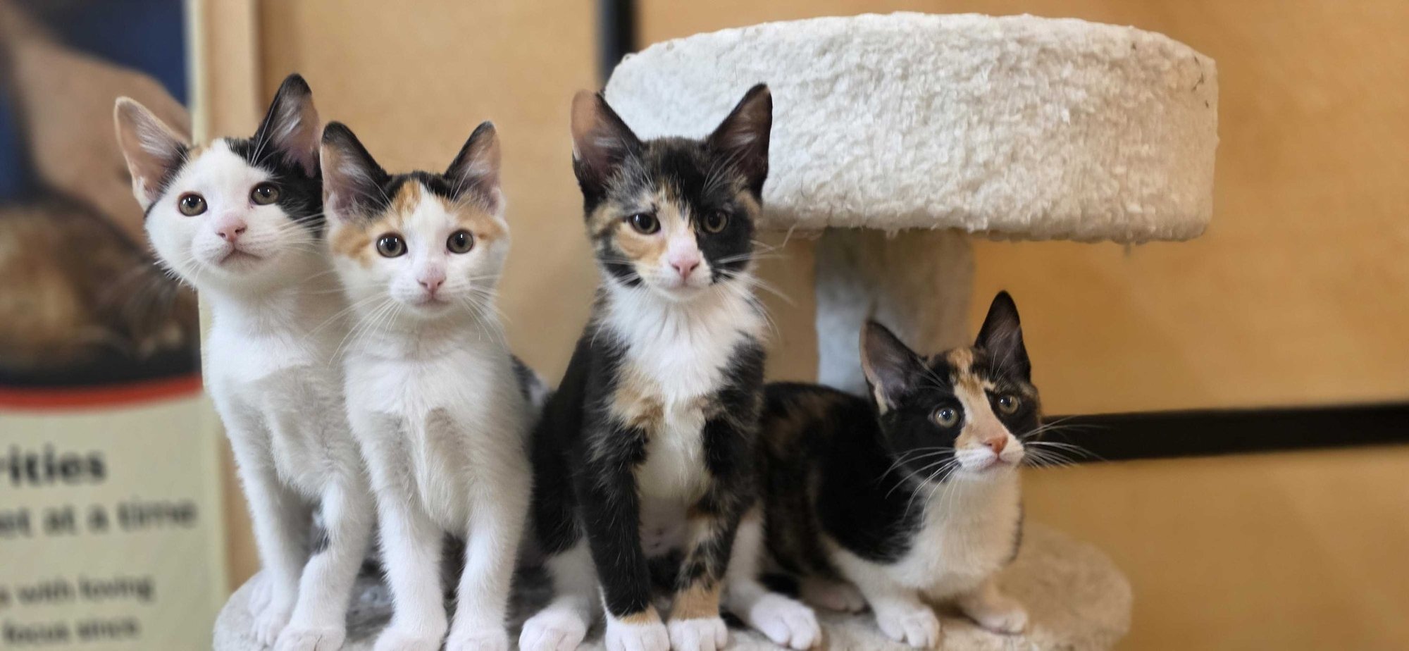 Help Get Cats Adopted