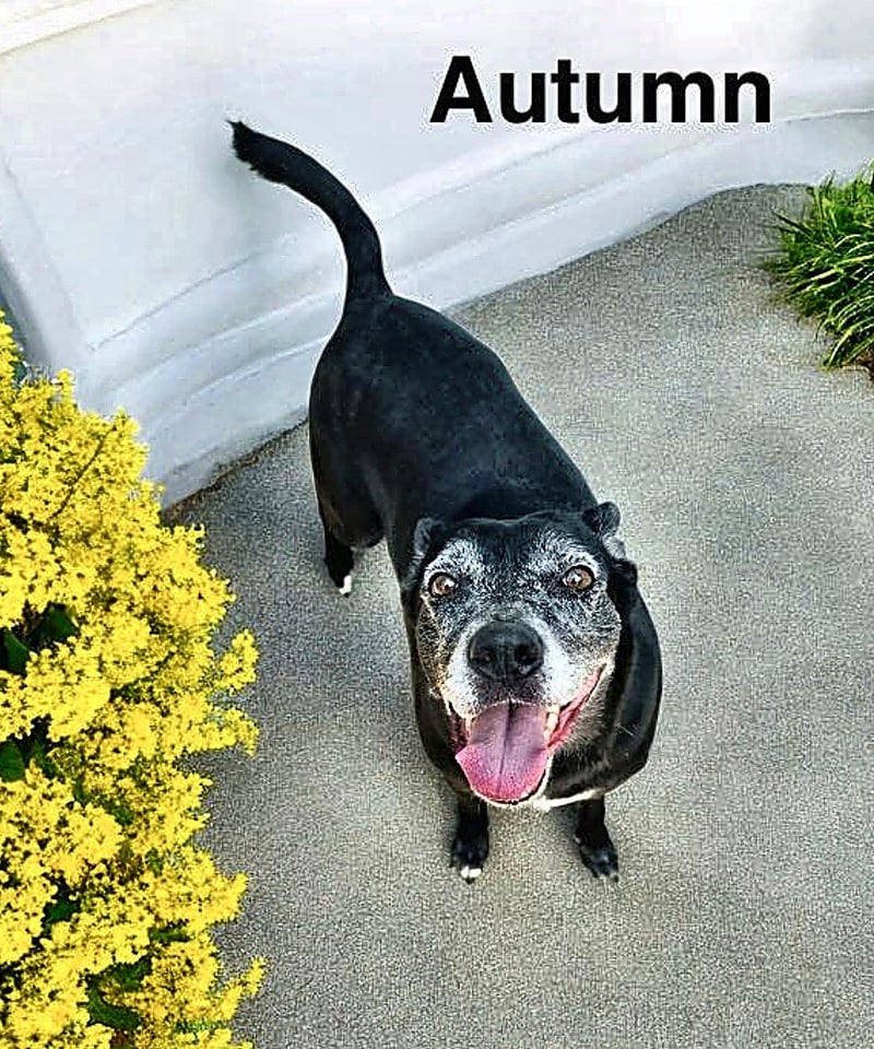 AUTUMN  - Labrador Retriever for adoption in Lakeland
