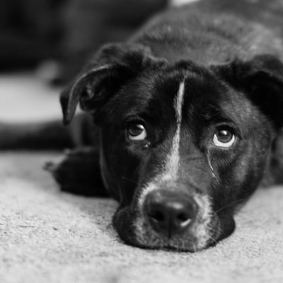 Pet Grief Support: Helping Your Rescue Pet Mourn a Lost Companion