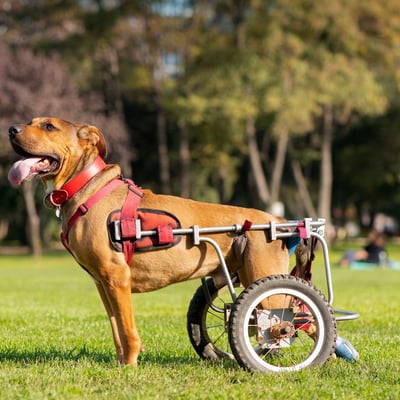 Special Needs Pet Adoption: A Guide to Caring for Disabled Dogs & Cats