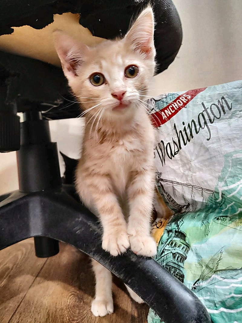 MARS - Domestic Short Hair available for adoption
