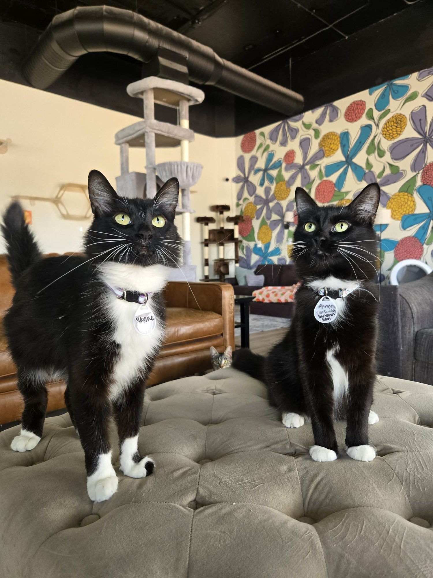 Southern Arizona Cat Rescue facility
