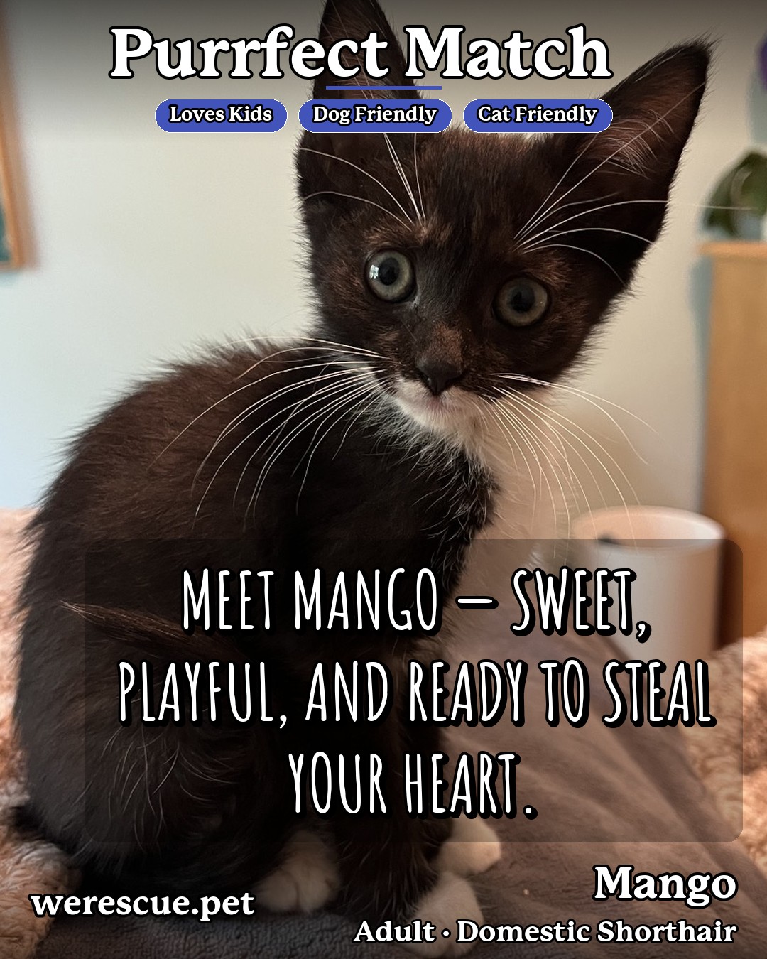 Mango (bonded with Cherry)'s social media photos post
