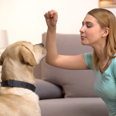 Rescue Pet Behavioral Issues: When to Train vs. Get Professional Help image