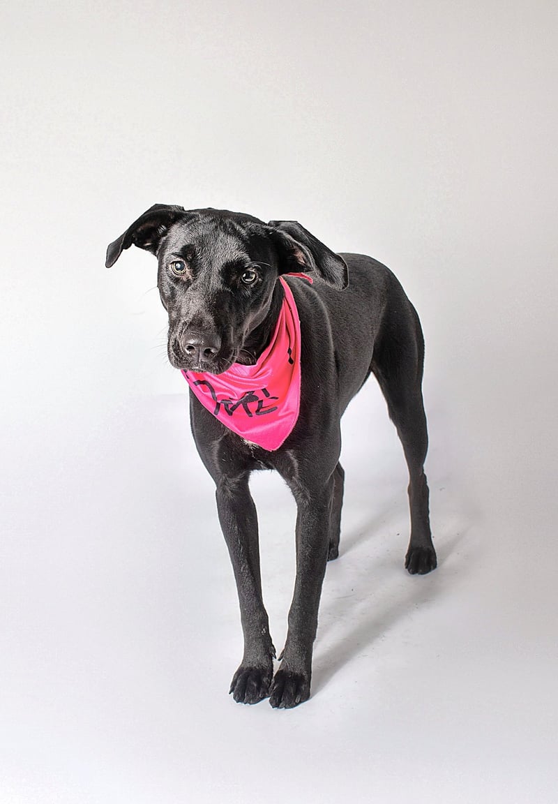ANGEL - Labrador Retriever for adoption in Baton Rouge