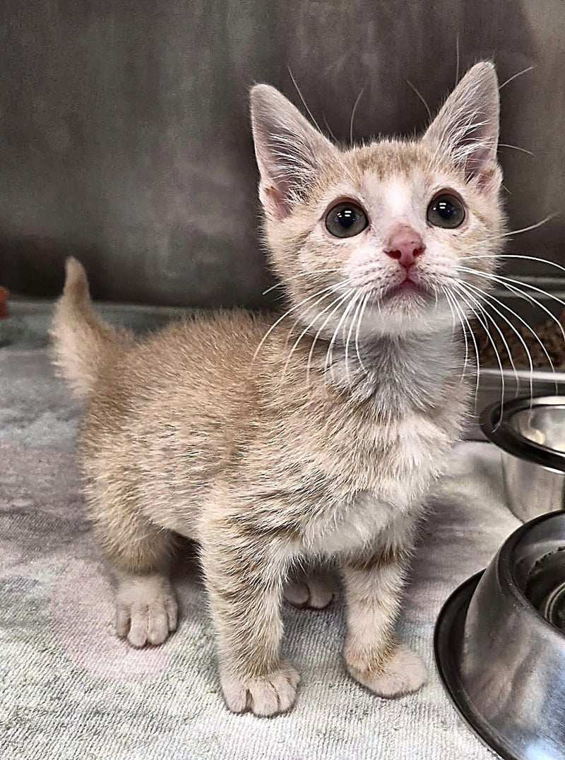 PUMPKIN - Domestic Short Hair for adoption in Baton Rouge