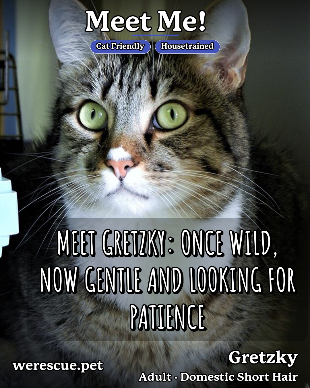 Gretzky's social media photos post