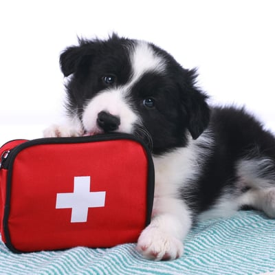 Building Your Pet Emergency Kit: Complete Disaster Preparedness Guide image