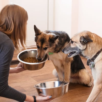 Resource Guarding in Rescue Dogs: Safe Handling Guide 2025