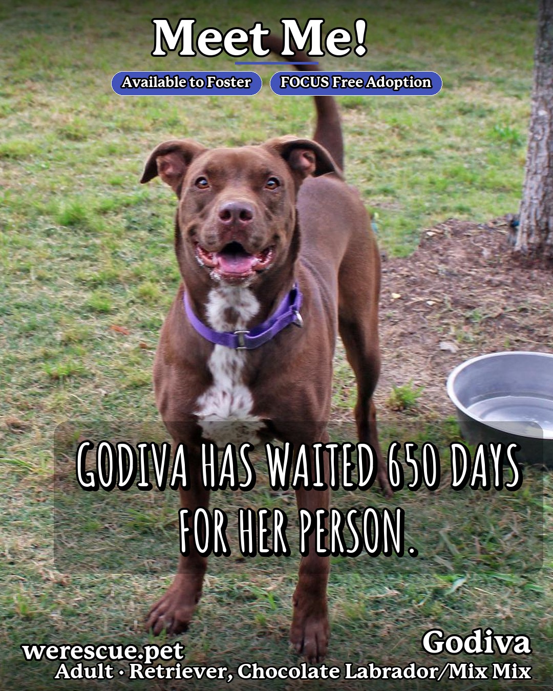Godiva's social media photos post