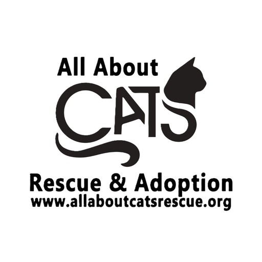 All About Cats