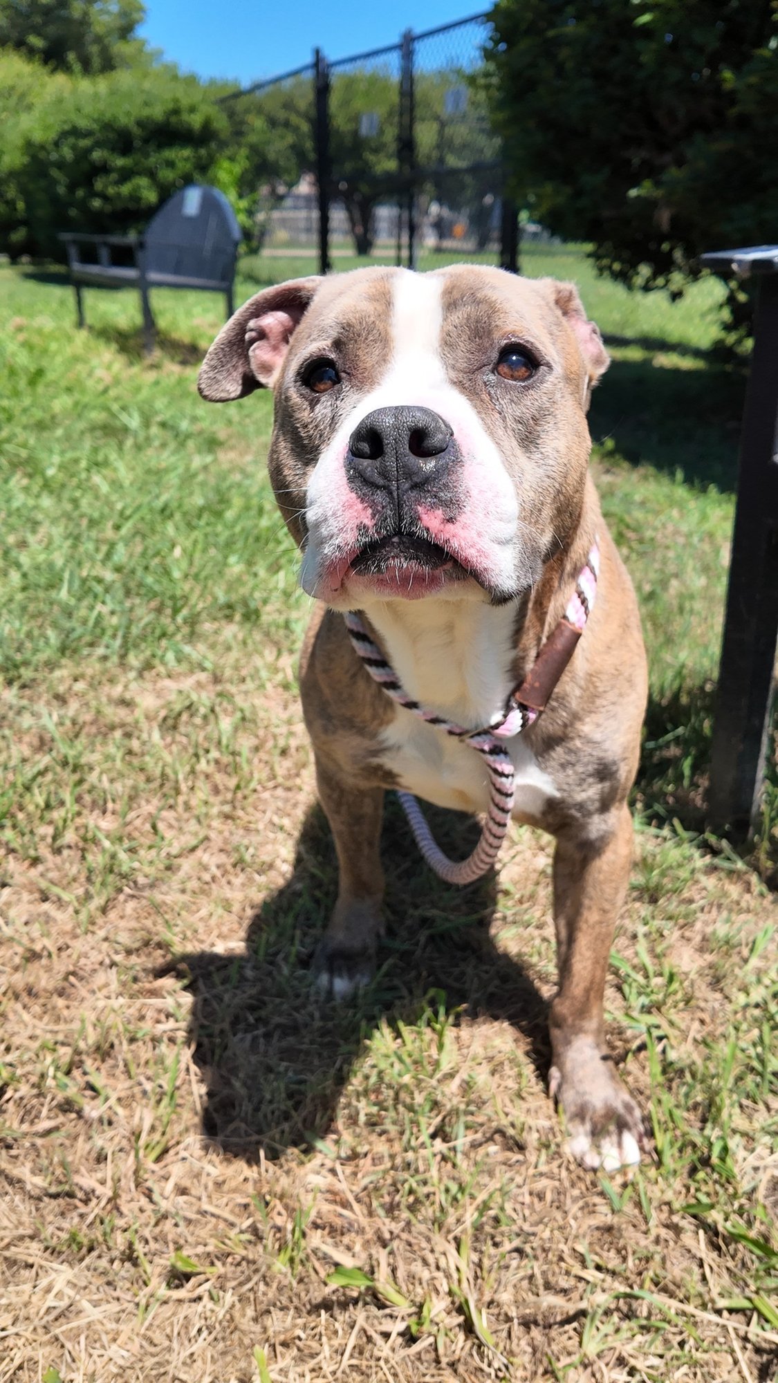 Norfolk Animal Care Center facility