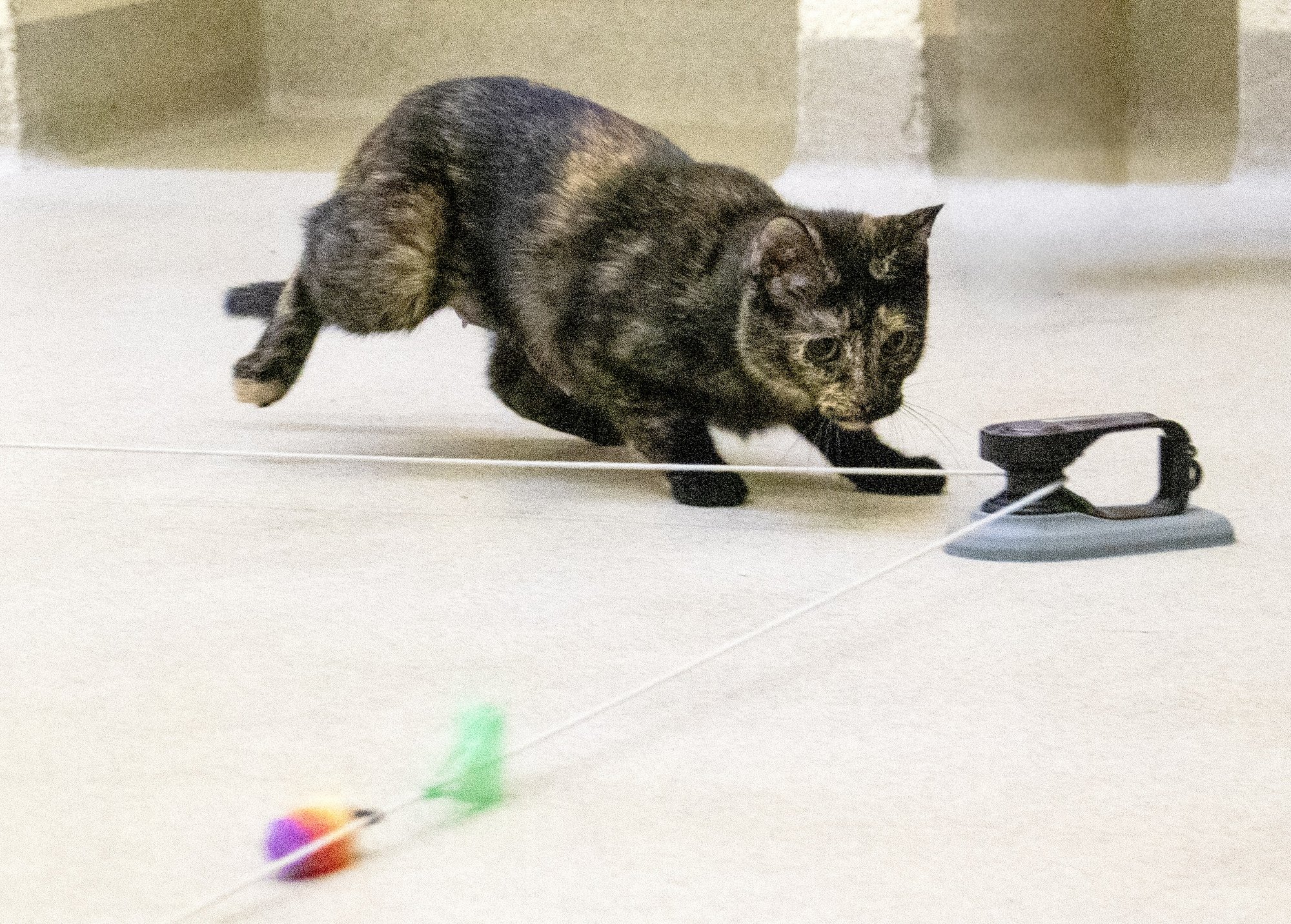 Humane Society of Vero Beach and Indian River County facility