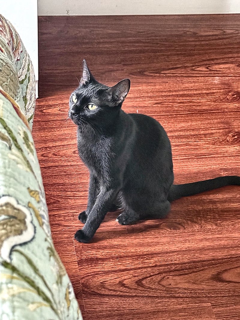HELEN -  HELEN OF TROY - Domestic Short Hair available for adoption