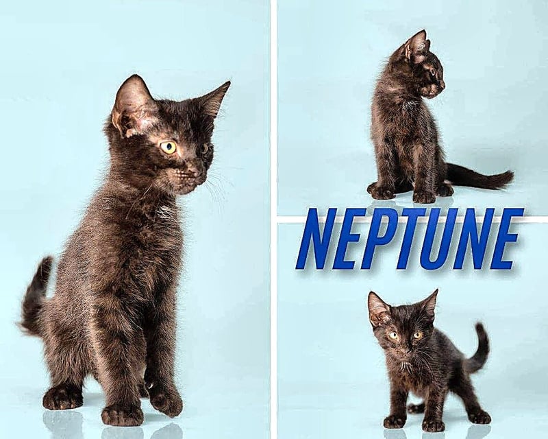 NEPTUNE - Domestic Short Hair for adoption in Frederick