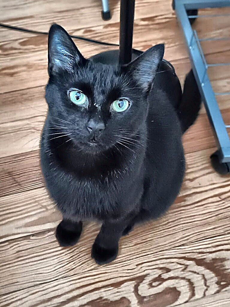 LALA - Domestic Short Hair available for adoption
