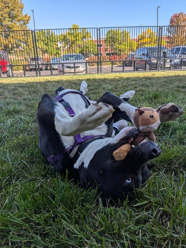 Humane Society of Boulder Valley facility