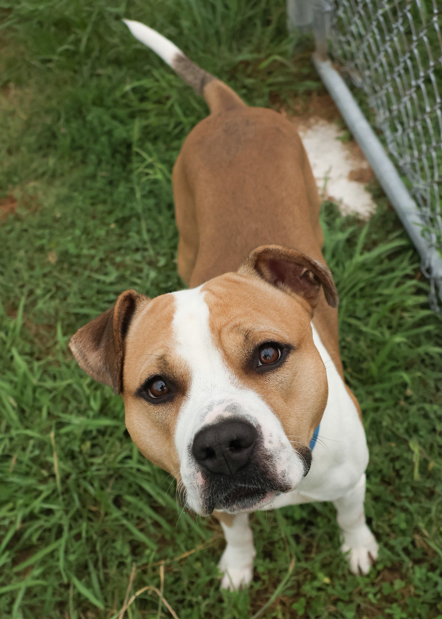 Norfolk Animal Care Center facility