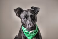 Xolo - Photo 1