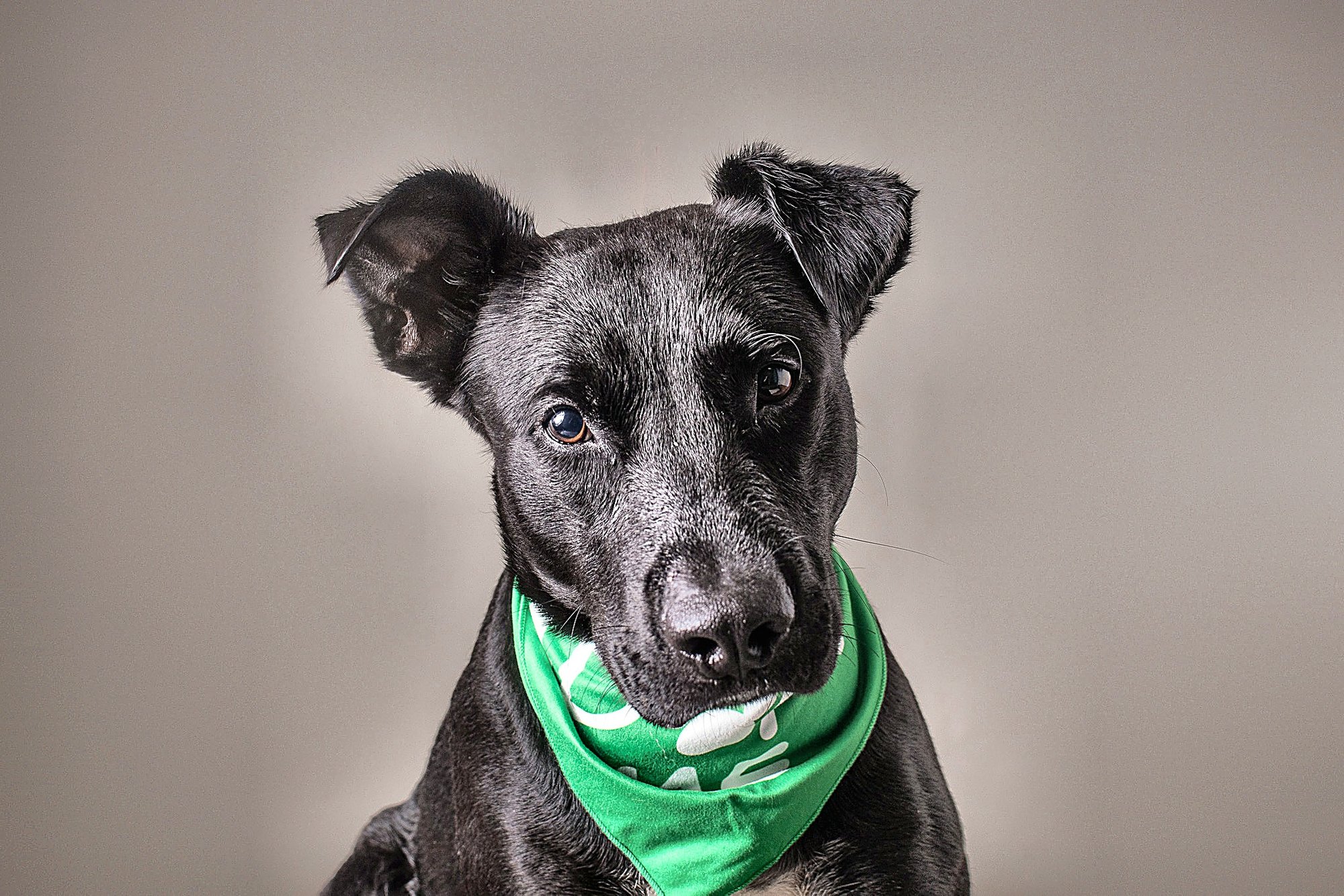 Xolo Image