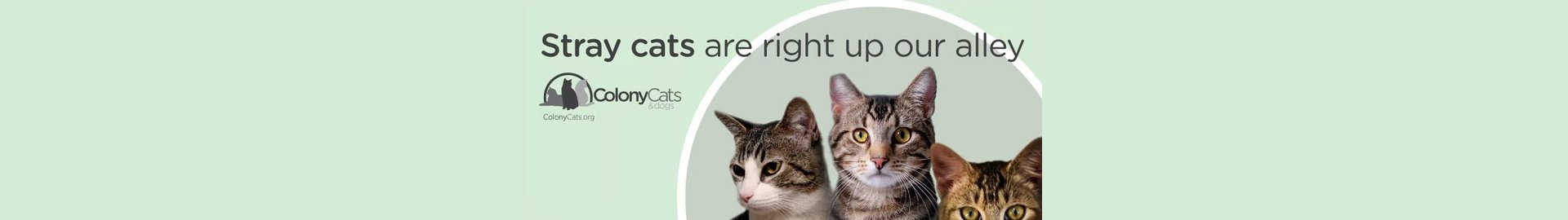 Colony Cats (& dogs)