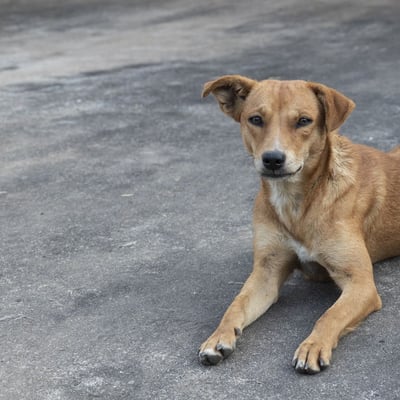 Carolina Dog Adoption Guide: Temperament, Tips & What to Expect