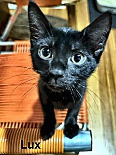 LUX - Domestic Short Hair for adoption in Nashua