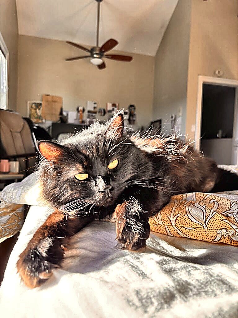 SUZANNAH - Domestic Long Hair available for adoption