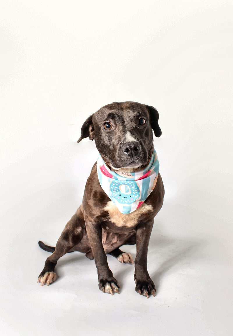 ISLA - Labrador Retriever / Terrier for adoption in Baton Rouge