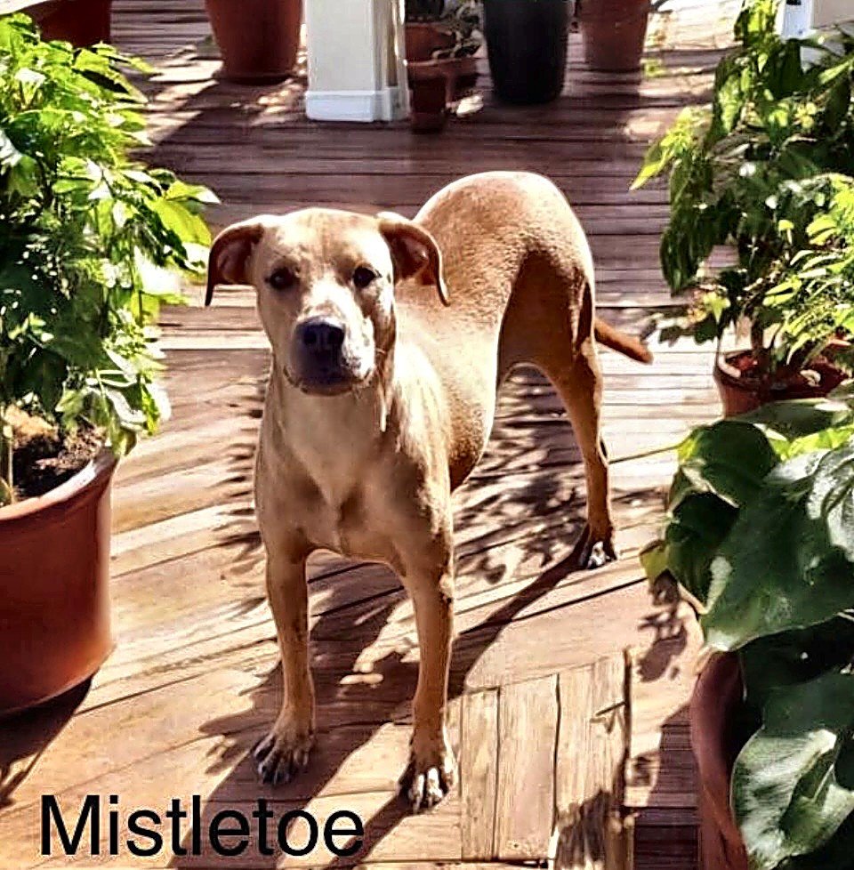 Mistletoe  Image