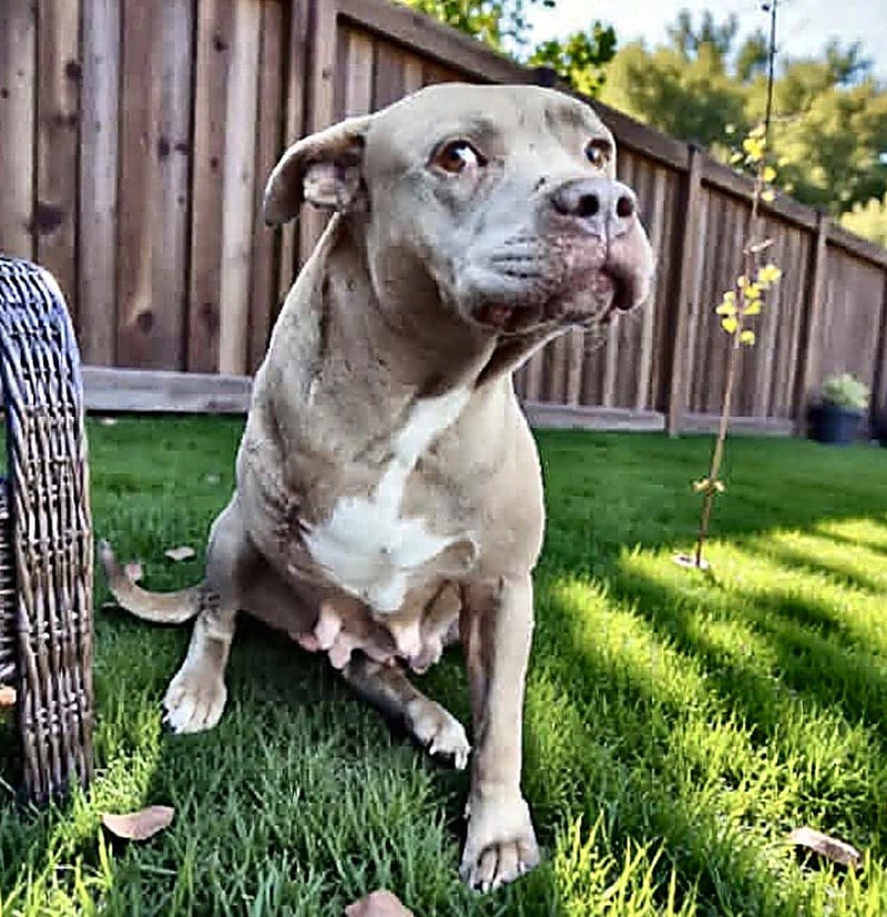 LILY ROSE - American Bulldog for adoption in Lakeland