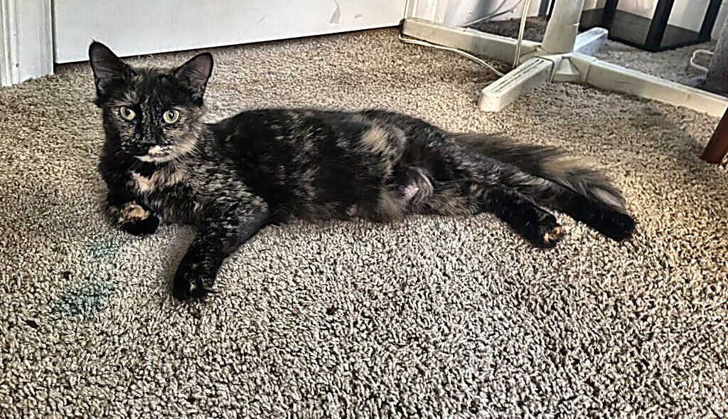 Lady Luna Image