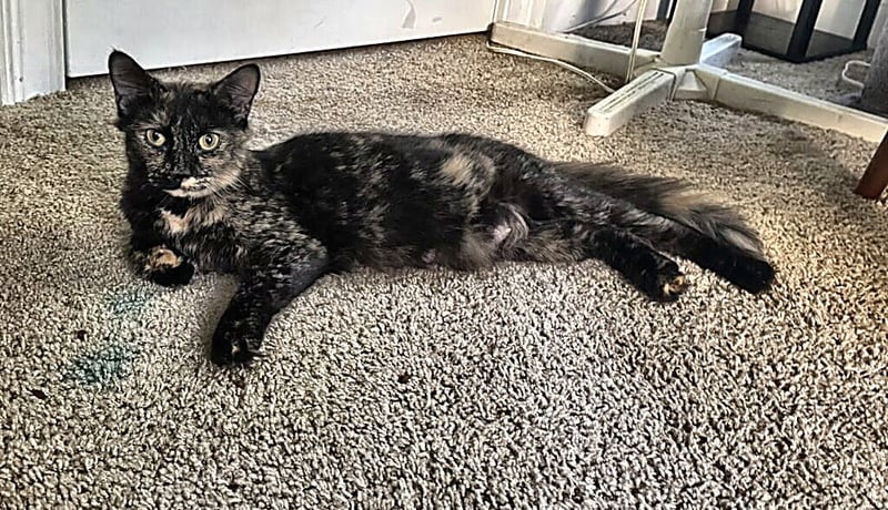 LADY LUNA - Tortoiseshell available for adoption
