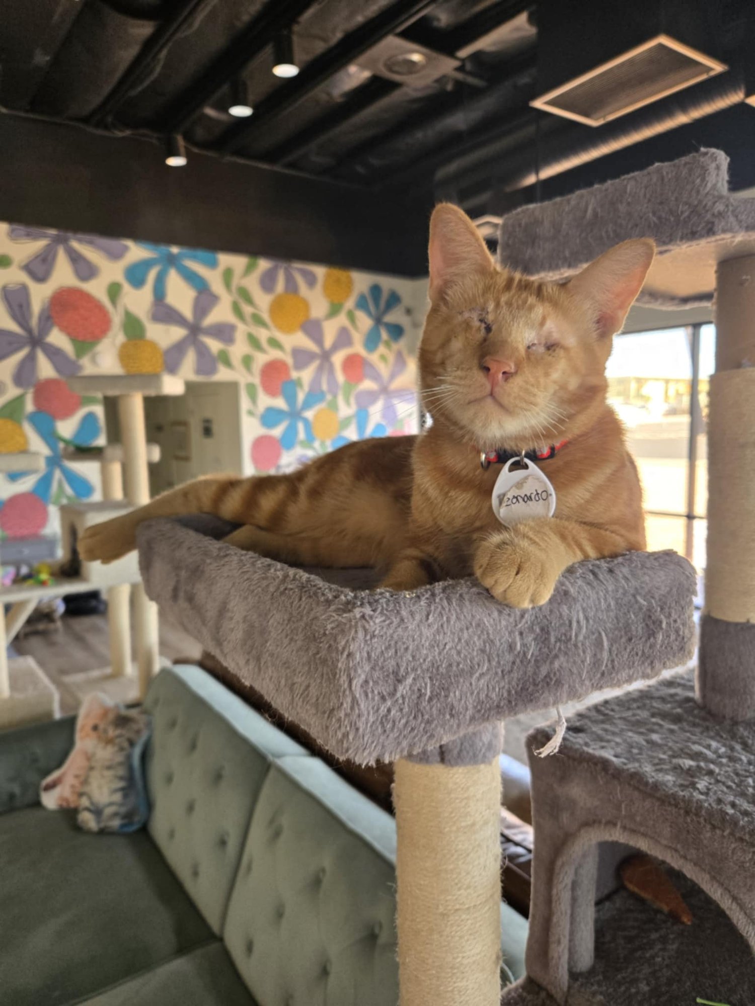 Southern Arizona Cat Rescue facility
