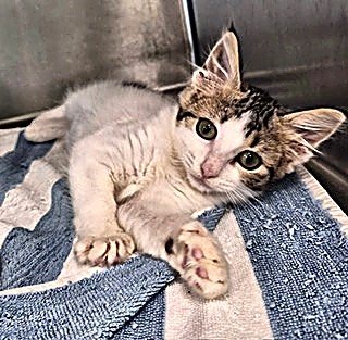 SMILIE - Domestic Short Hair for adoption in Baton Rouge